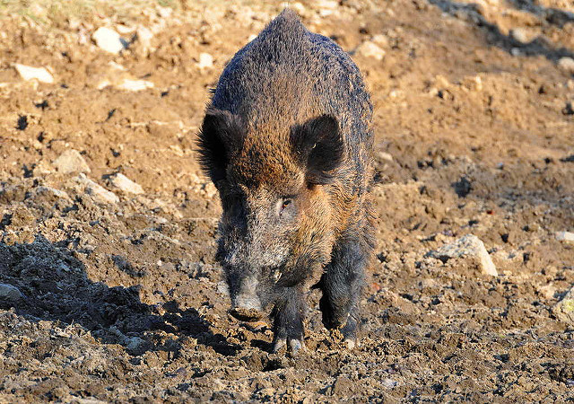 fot. flickr.com/Arctic Wolf/(CC BY 2.0)