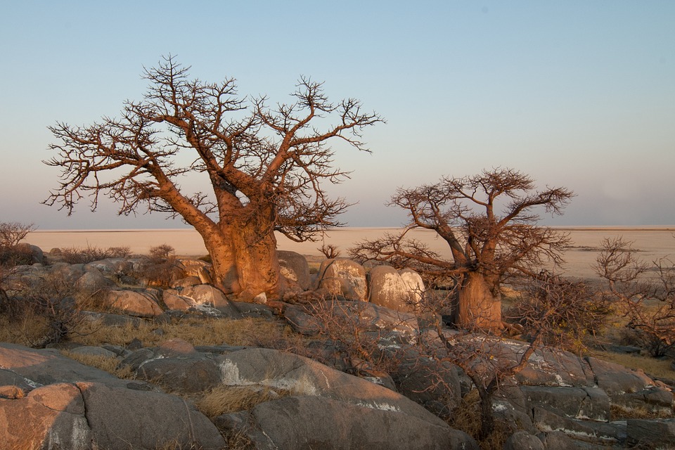 Baobab