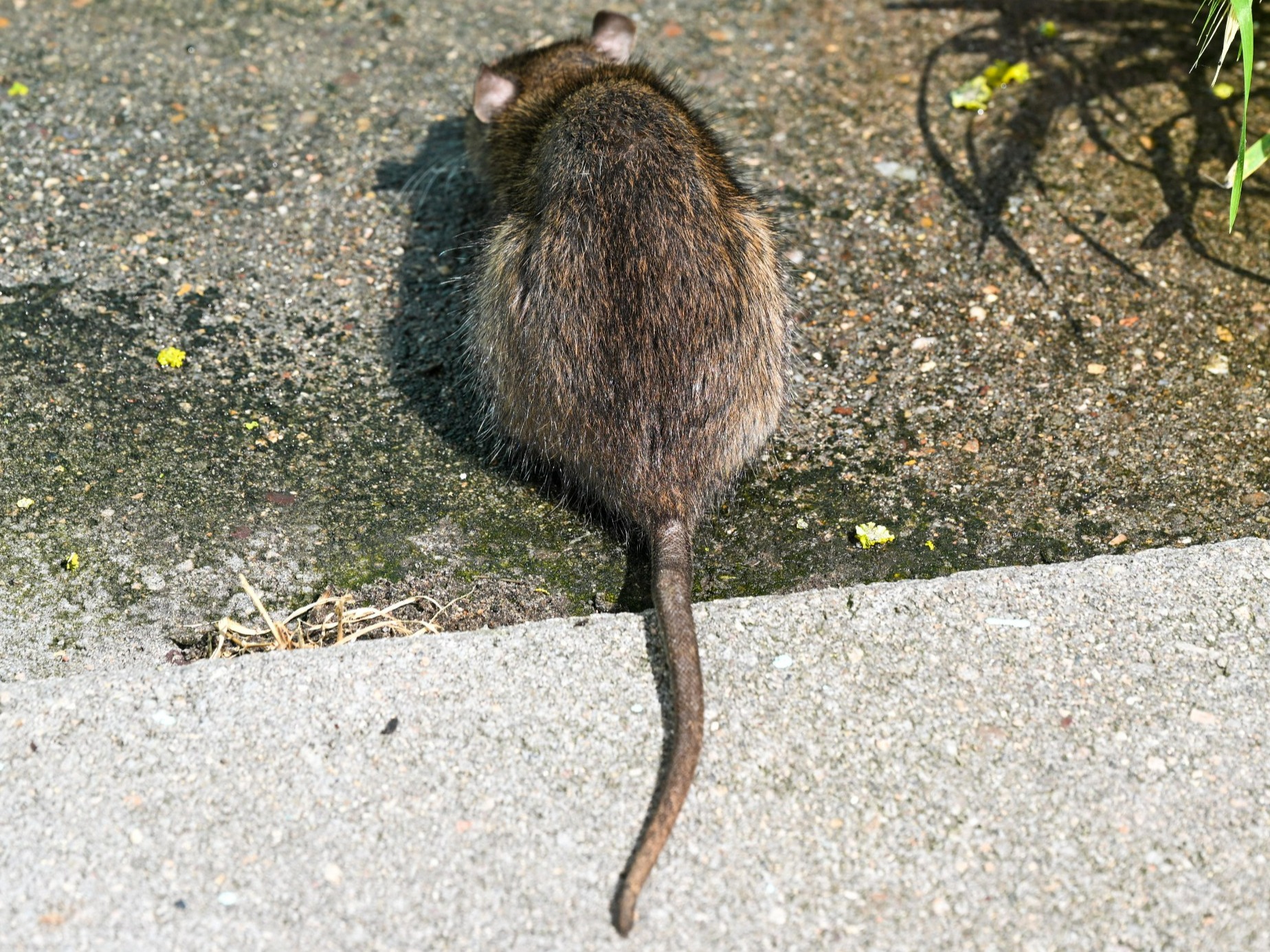 Wrocław: Plaga szczurów. Przegryzają wszystko