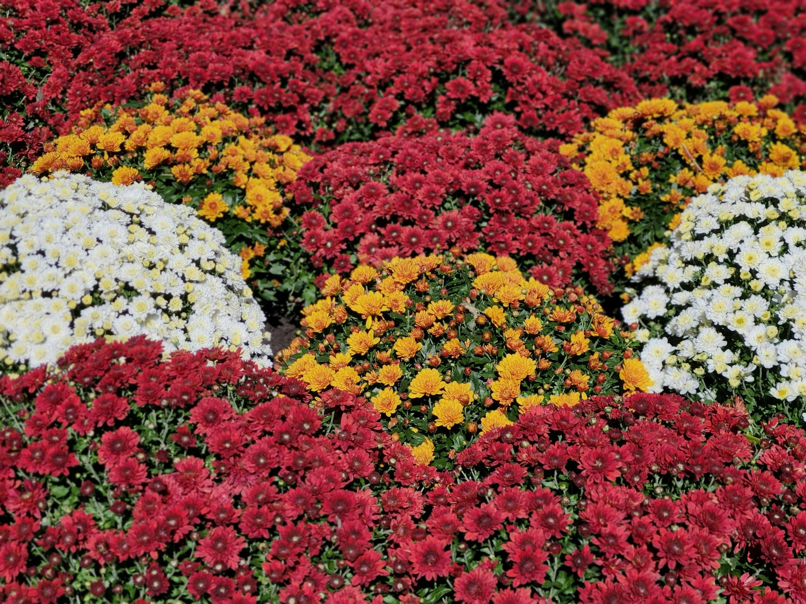 Ceny chryzantem na Wszystkich Świętych w górę. Ile zapłacimy w tym roku?