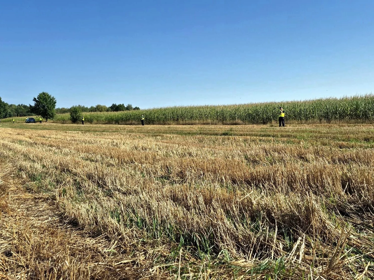 Policjanci na polu kukurydzy w Osinach, gdzie spadł i eksplodował niezidentyfikowany obiekt