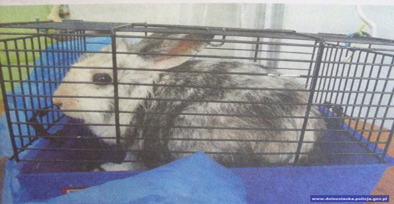 Królika odnalazła przypadkowa osoba