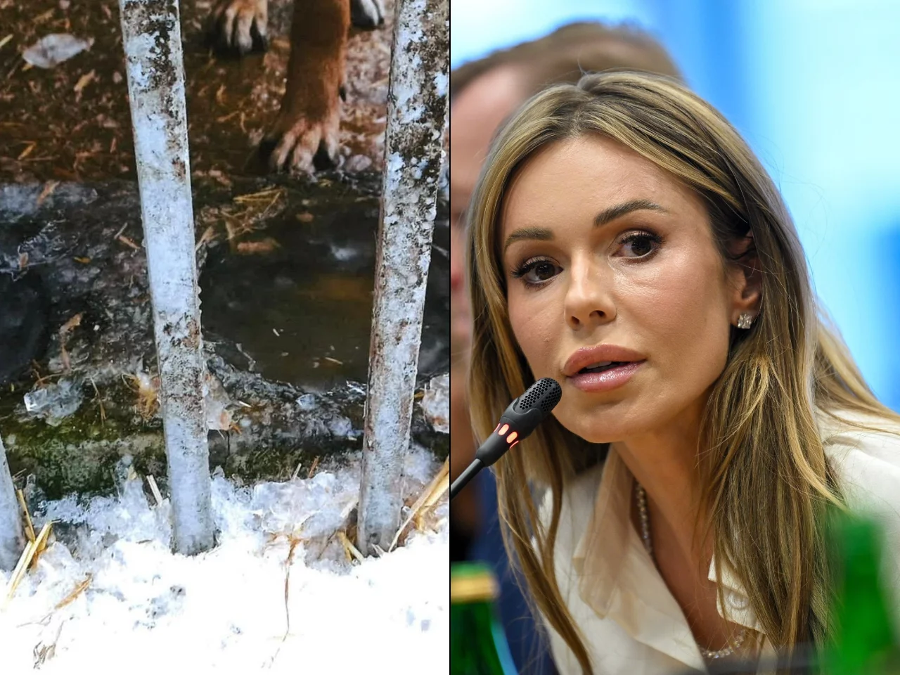 Schronisko dla psów, Doda