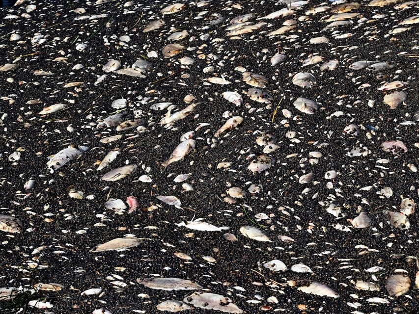 Akcja usuwania martwych ryb z Odry.