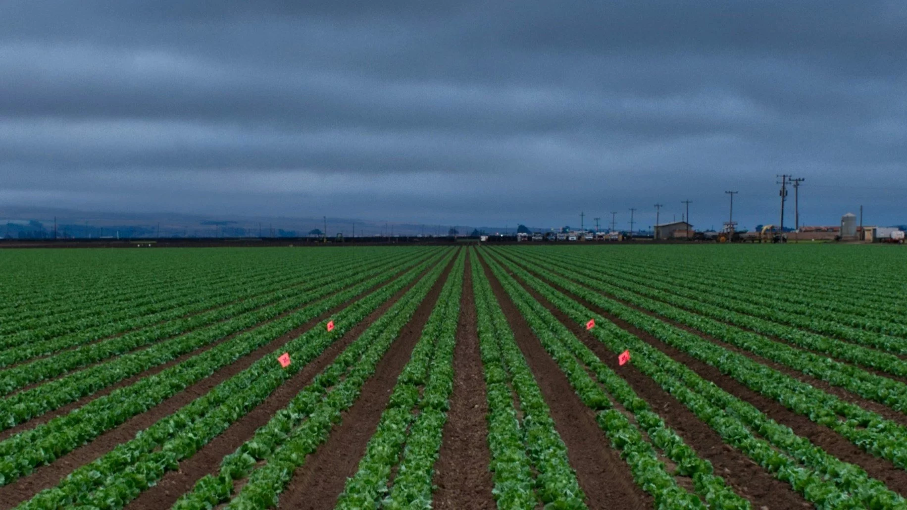 Zajączkowska ostrzega: To jest gra na wykończenie polskiego rolnictwa