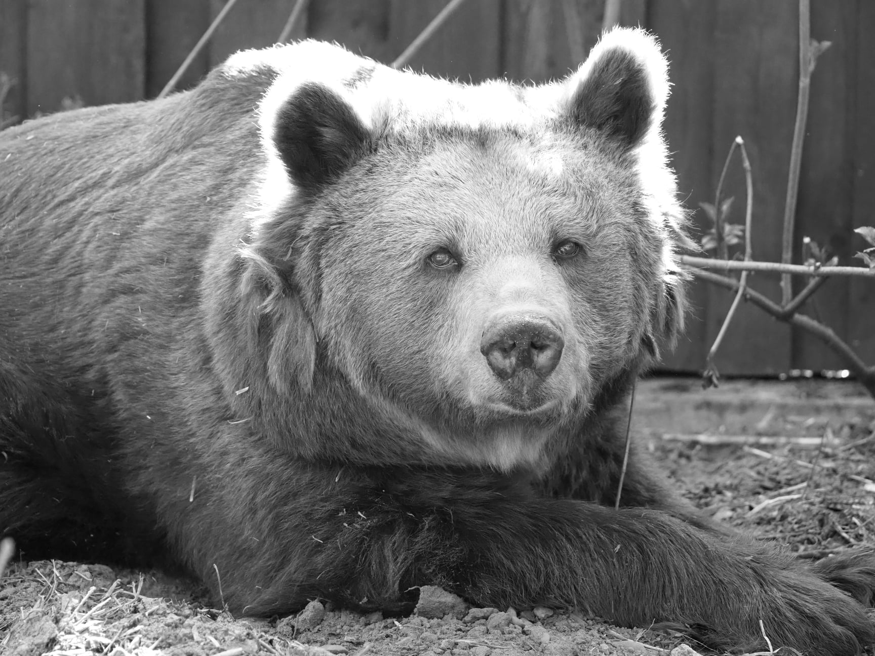 Niedźwiedzica Tatra nie żyje. Miała 38 lat