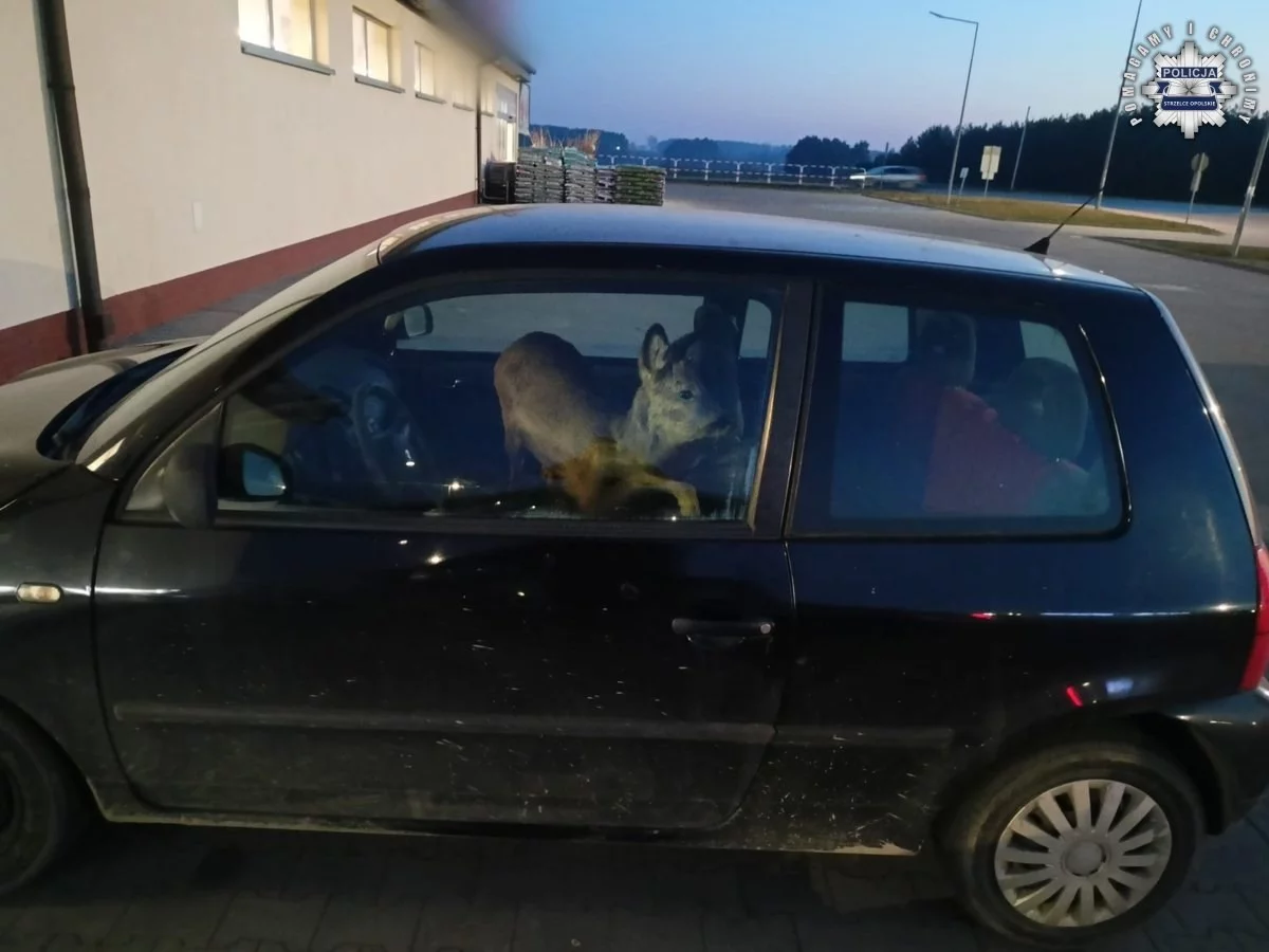 Kobieta potrąciła sarnę. Zapakowała zwierzę do auta