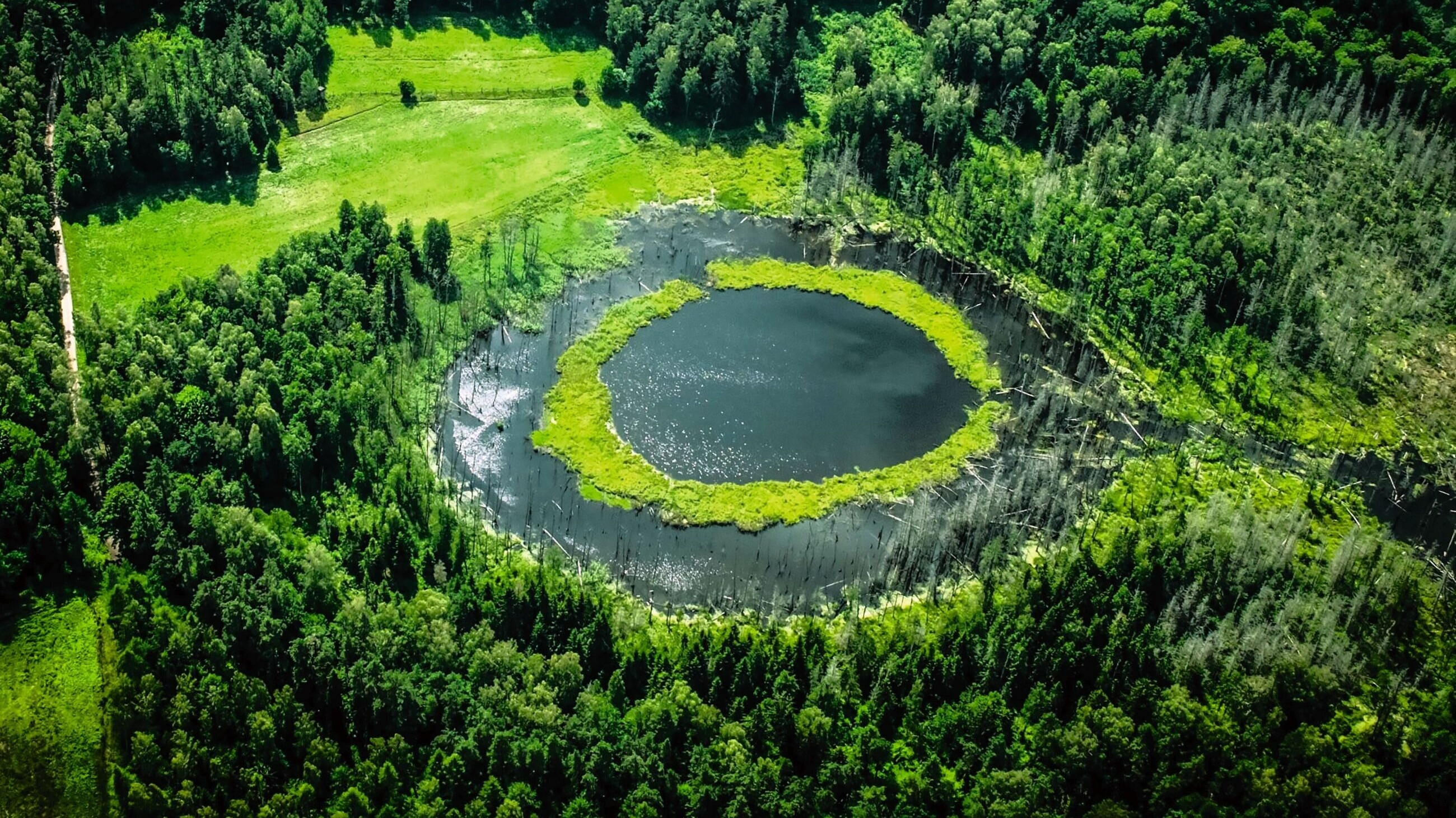 Las może zmagazynować znaczne ilości wody