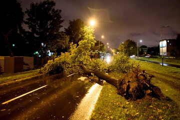 Złamane drzewo blokujące przejazd ulicą Naramowicką w Poznaniu